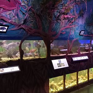 Several medium-sized aquariums