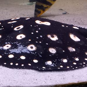 White-blotched river stingray - Potamotrygon leopoldi