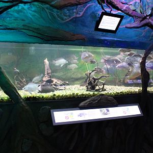 Aquarium Nile tilapia and Featherfin squeaker