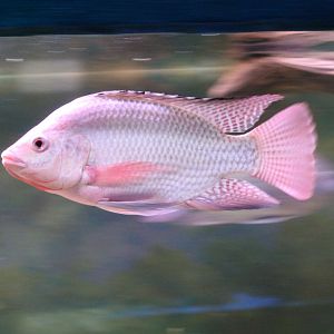 Nile tilapia - Oreochromis niloticus