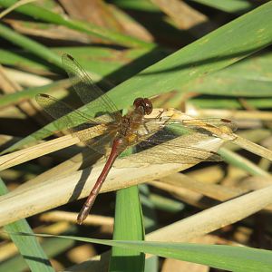 Autumn Meadowhawk