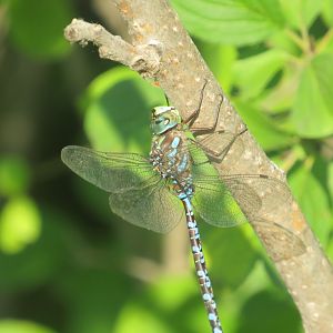 Canada Darner