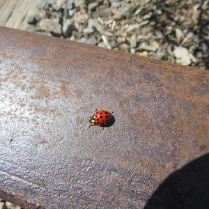 Asian Lady beetle.