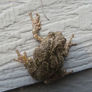 Gray tree frog complex