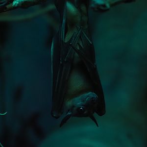 Egyptian fruit bat