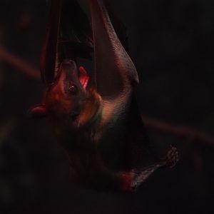 Egyptian fruit bat