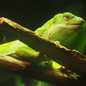 Fiji banded iguana