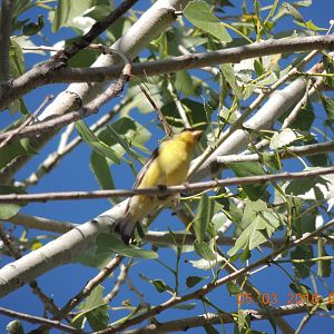 southern arizona birding trip