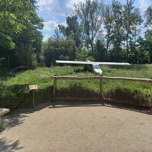 African wild dog enclosure