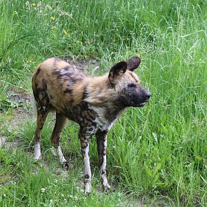 African wild dog