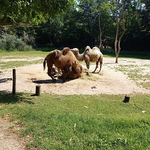 Camel-enclosure