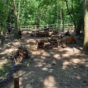 Red river hog enclosure