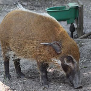 Red river hog
