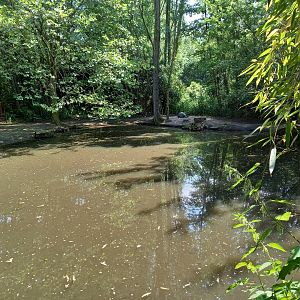 Pygmy hippo enclosure
