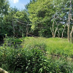 Crowned lemur island