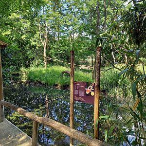 Crowned lemur island