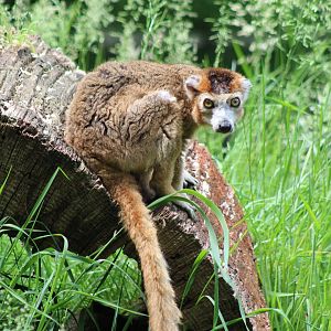 Crowned lemur