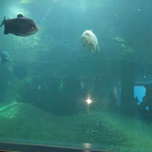 Giants of the Amazon Tank