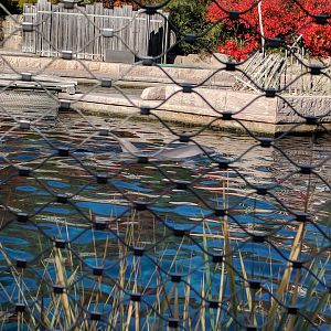 Atlantic Bottlenose Dolphin