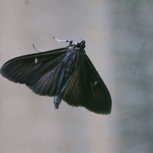 Box tree moth - Cydalima perspectalis - brown color variant