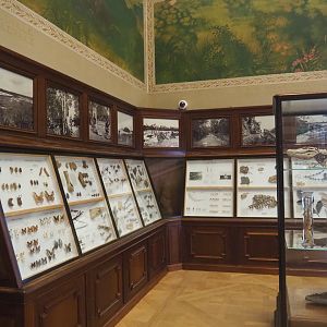 Historical display cases in the Crocodile Hall, 2021-10-20