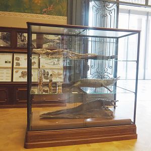 Display case with crocodilian specimens, 2021-10-20