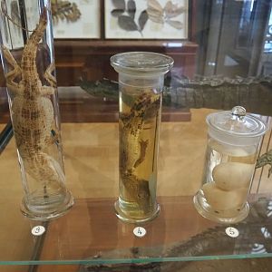 Crocodilian wet specimens, 2021-10-20