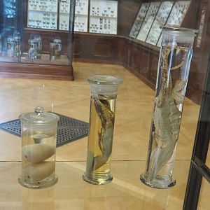 Crocodilian wet specimens, 2021-10-20