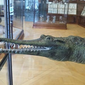 Slender-snouted crocodile (Mecistops cataphractus/leptorhynchus) specimen, 2021-10-20