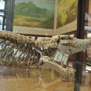 African dwarf crocodile (Osteolaemus tetraspis) skeleton, 2021-10-20