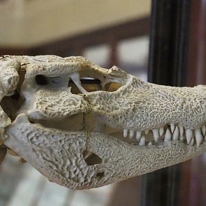 African dwarf crocodile (Osteolaemus tetraspis) skull, 2021-10-20