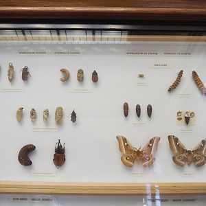 Coleoptera and Lepidoptera development display, 2021-10-20