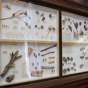 Agricultural pests displays, 2021-10-20