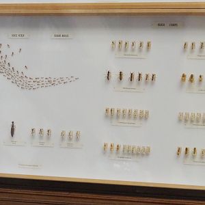 Ant specimens display, 2021-10-20