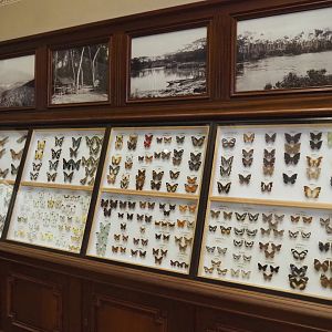 Historical butterfly display cases, 2021-10-20