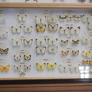 Butterfly specimens display - Pieridae family, 2021-10-20