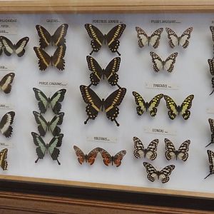 Butterfly specimens display - Papiolionidae family, 2021-10-20