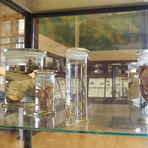 Wet-preserved amphibian specimens, 2021-10-20