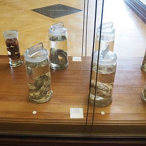 Wet-preserved reptile specimens, 2021-10-20