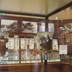 Wet-preserved amphibian specimens, 2021-10-20