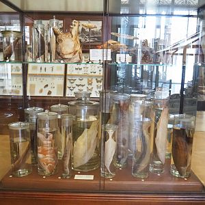 Display with preserved fish specimens, in the Crocodile Hall 2021-10-20