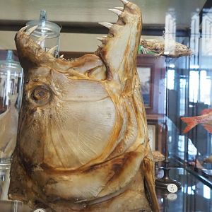 Preserved head of a Goliath tigerfish (Hydrocynus goliath), 2021-10-20