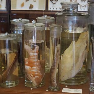 Wet-preserved fish specimens, 2021-10-20