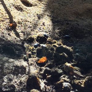 Dung Pile&Scarab Beetles