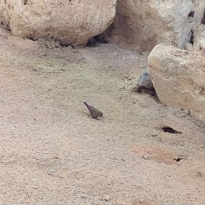 Red Billed Firefinch