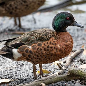 Chestnut Teal