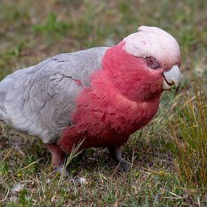 Galah