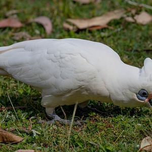 Little Corella