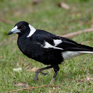 Australian Magpie