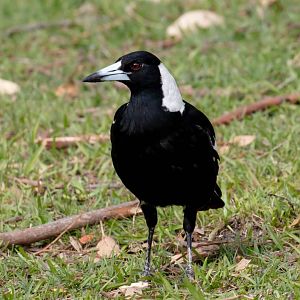 Australian Magpie
